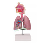 Functional Human Respiratory System